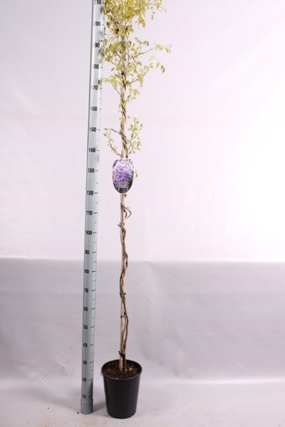 Wisteria sinensis 'Prolific' - C5